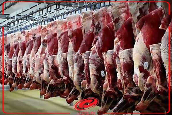 قیمت گوشت گوساله در کشتارگاه