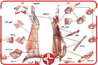 آشنایی با اجزای گوشت گوسفندی